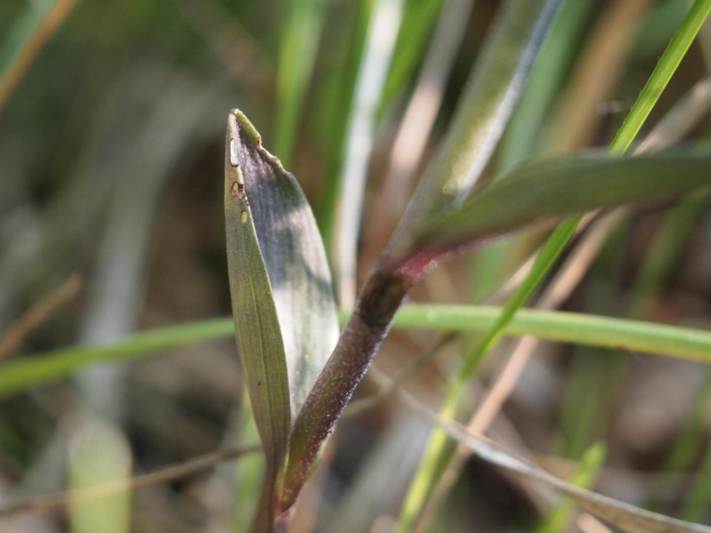 Helleborine, Tiny-leafed leaf